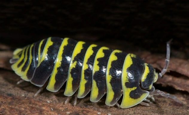 True Yellow Zebra Isopods, Armadillidium maculatum